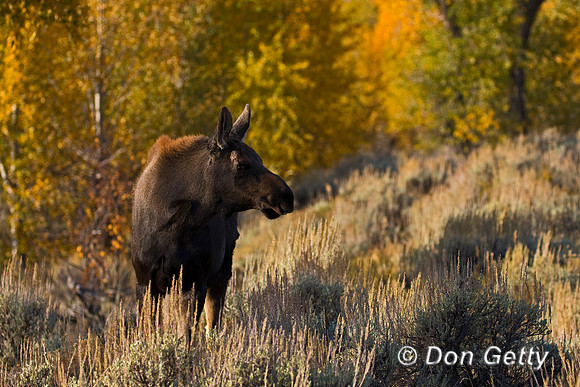 Moose