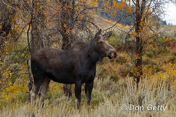 Moose