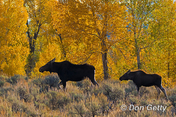 Moose
