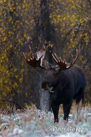 Moose