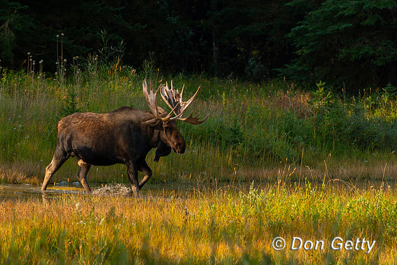 Moose