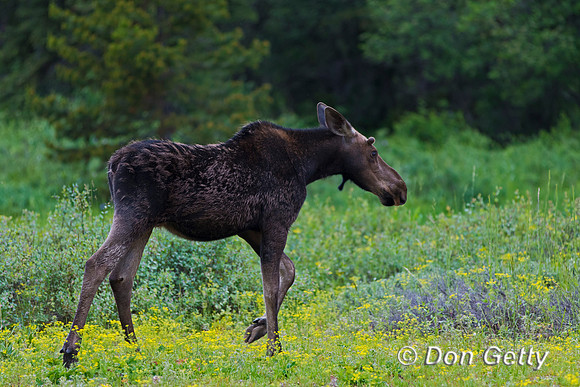 Moose