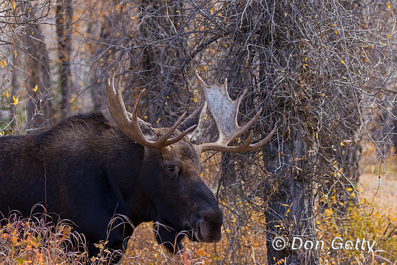 Moose