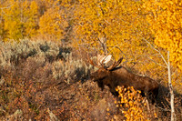 Moose_DSC05920