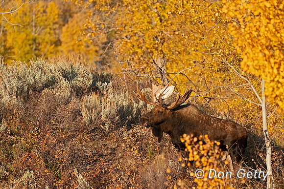 Moose_DSC05920