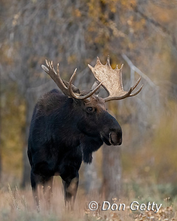 Moose