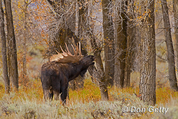 Moose