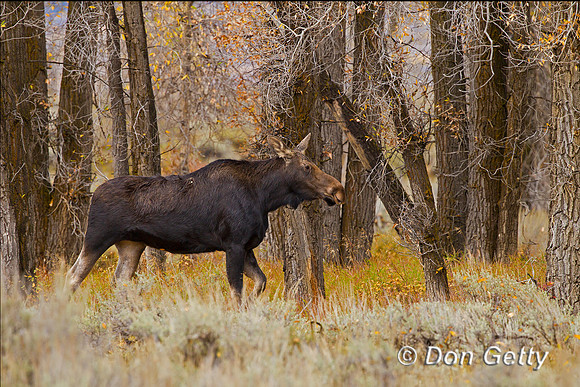 Moose