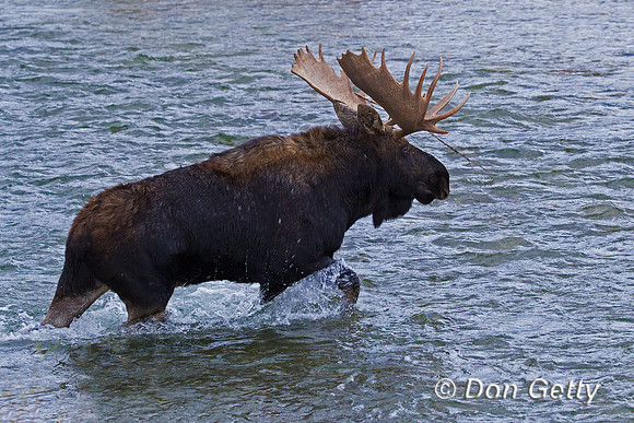 Moose