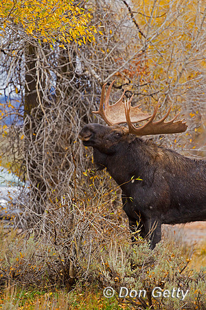 Moose