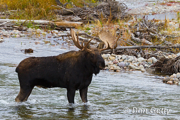 Moose