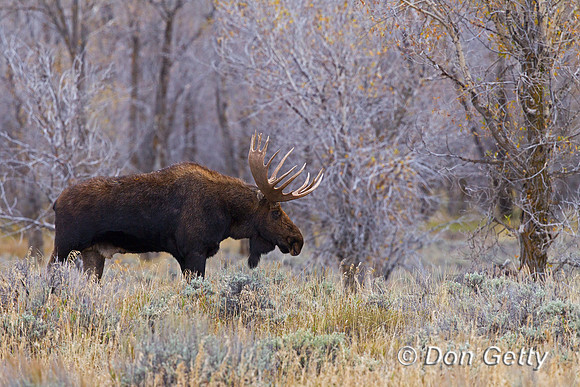 Moose