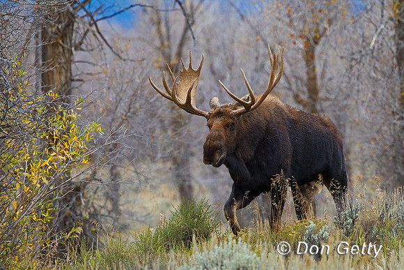 Moose