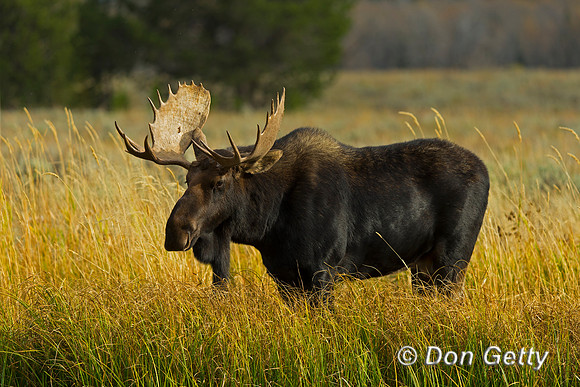 Moose
