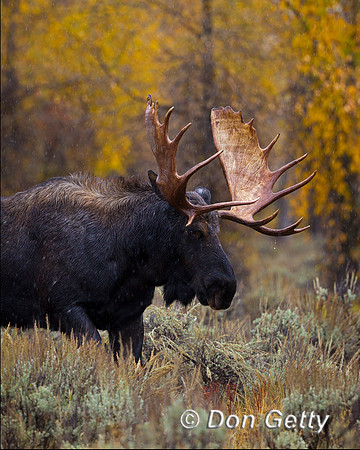 Moose