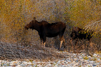 Moose