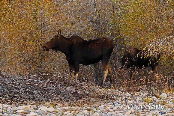 Moose
