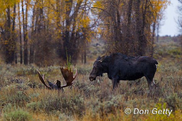 Moose