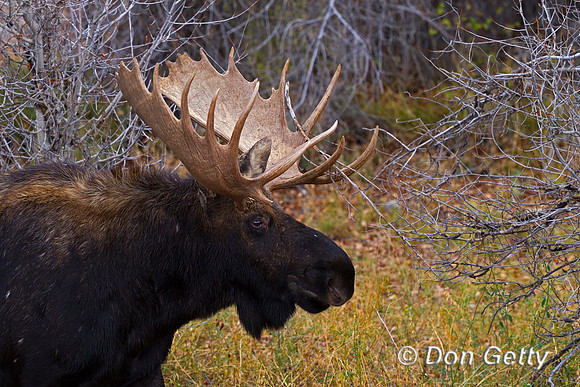 Moose