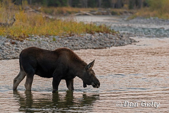 Moose