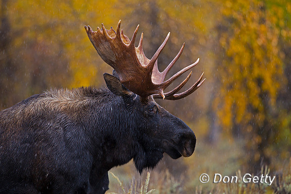 Moose