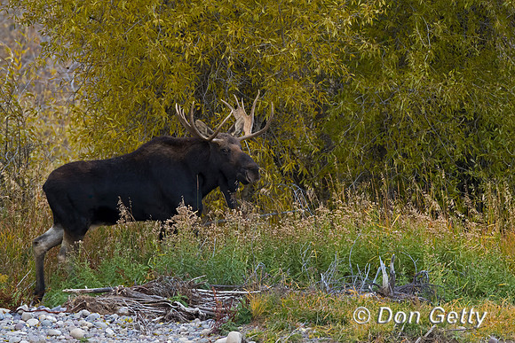 Moose
