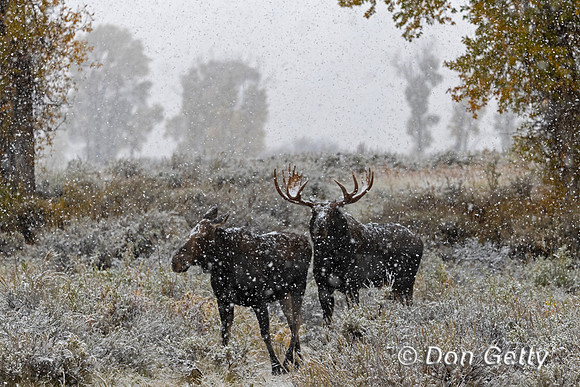 Moose