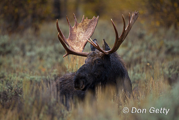 Moose