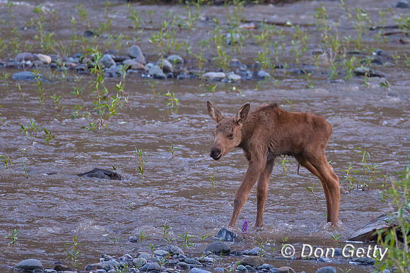Moose
