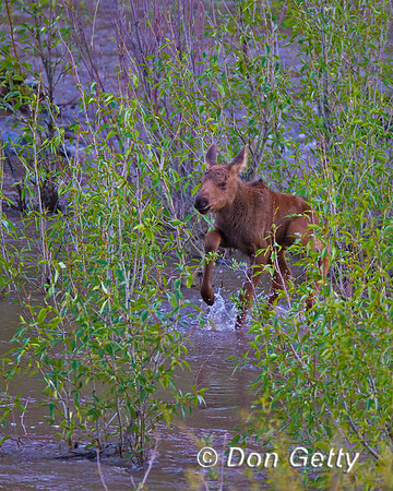 Moose