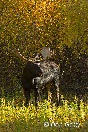 Moose