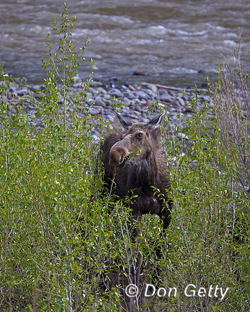 Moose