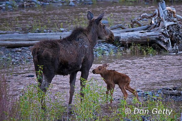 Moose