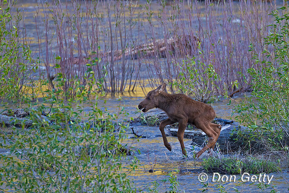 Moose