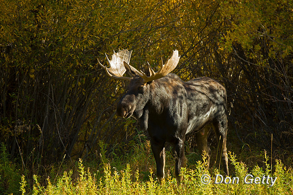 Moose