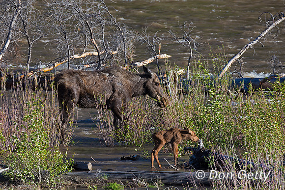 Moose