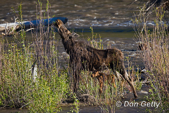 Moose