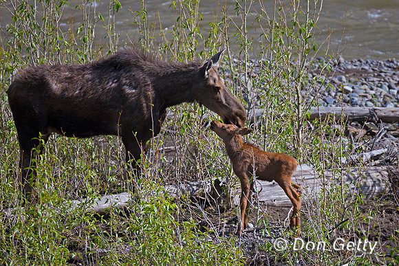 Moose