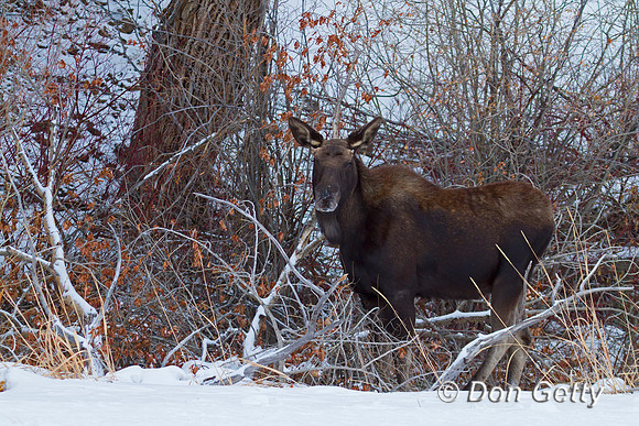 Moose
