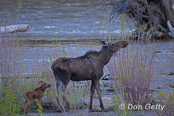 Moose