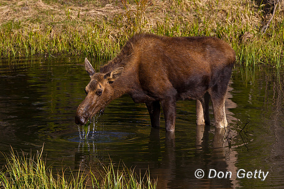 Moose