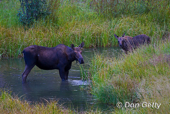 Moose