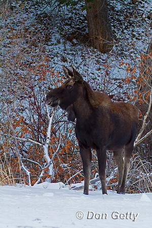 Moose