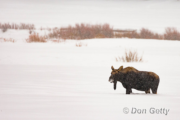 Moose