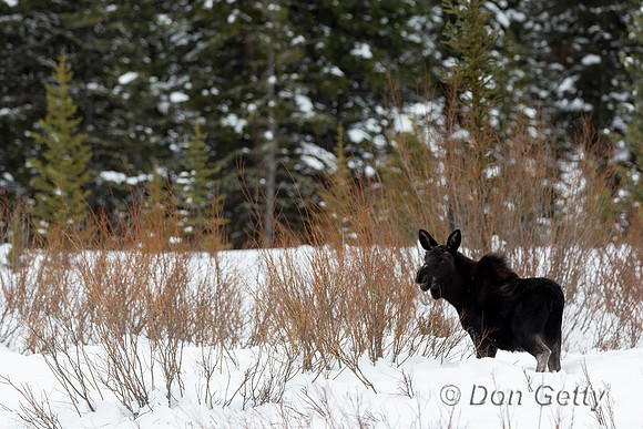 Moose