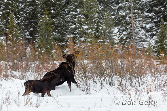 Moose