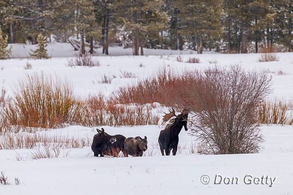 Moose