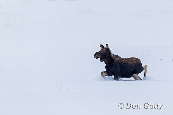 Moose