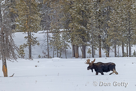 Moose