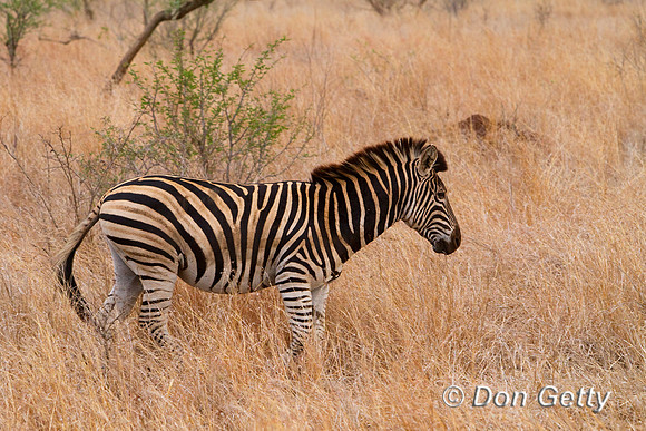 Zebra_P_MG_5791